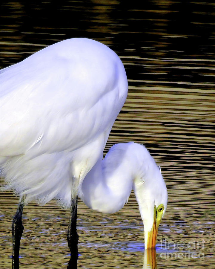 A Great White Egret Photograph by Scott Cameron