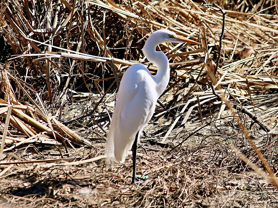 Great White Egret Photograph - A Great White Egret by the Creek by Martha Sherman