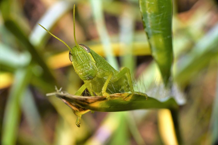 candy green grasshopper