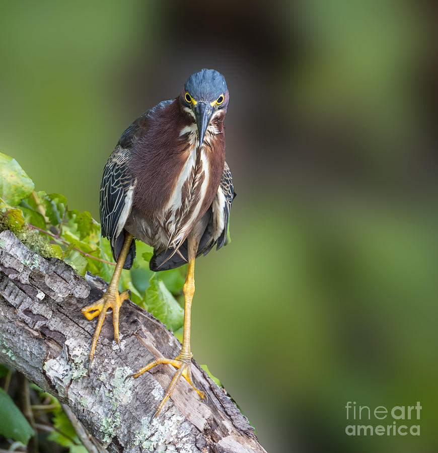 A Green Heron at Eagle Lake Park in Florida Photograph by L Bosco