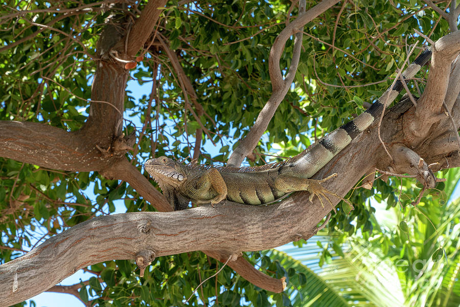 A green iguana rests on a tree branch on the Caribbean island of Photograph by William Kuta