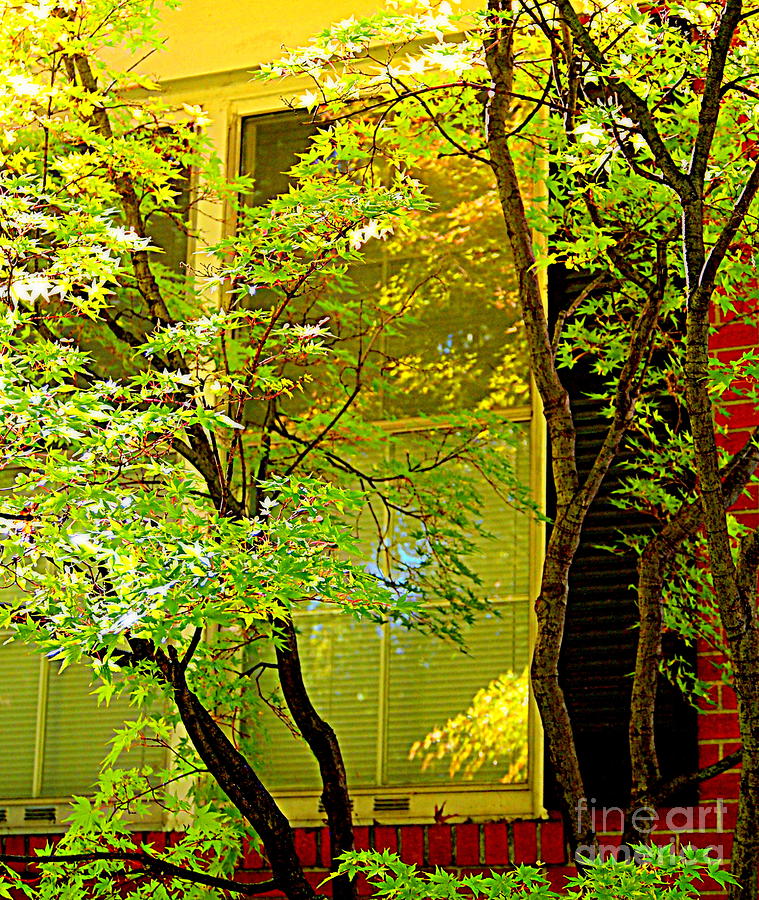 A Green Japanese Maple  Photograph by Nancy Kane Chapman