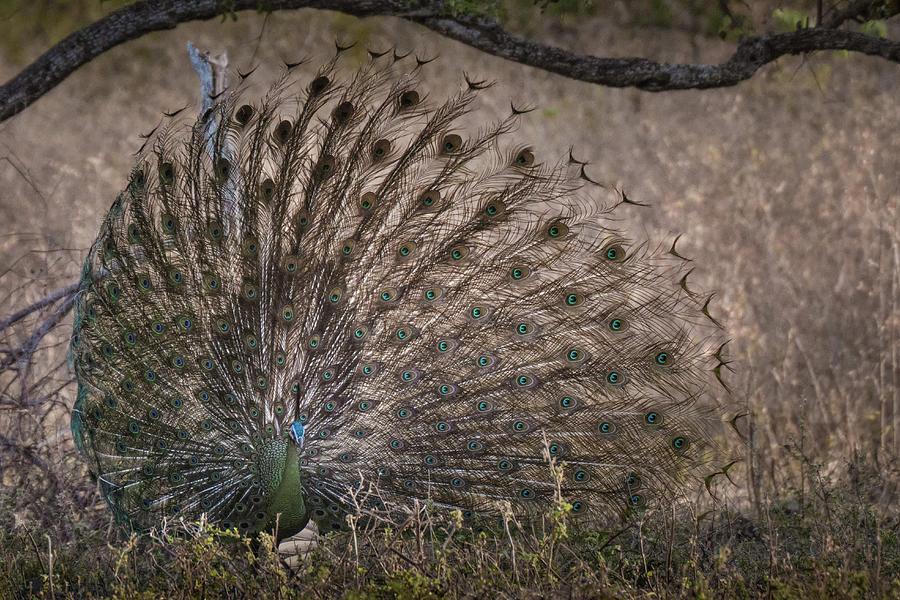 A green peacock showing off Photograph by Anges Van der Logt