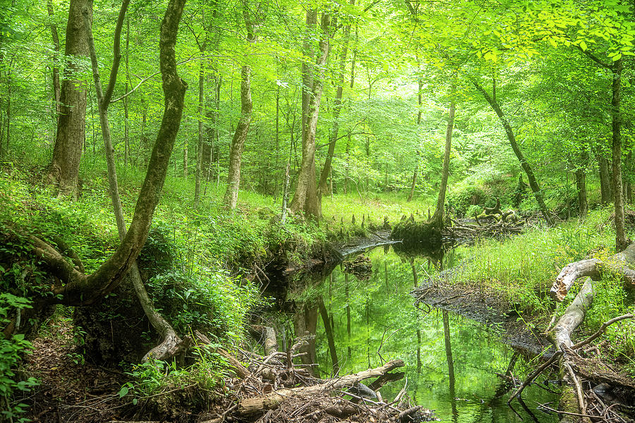  A Green Spring View in the Forest Photograph by Bob Decker