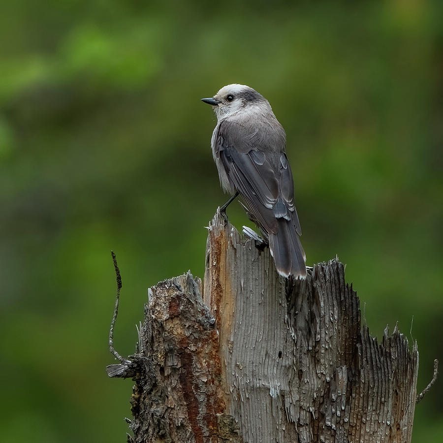 A Grey Jay On Wood Photograph by Yeates Photography