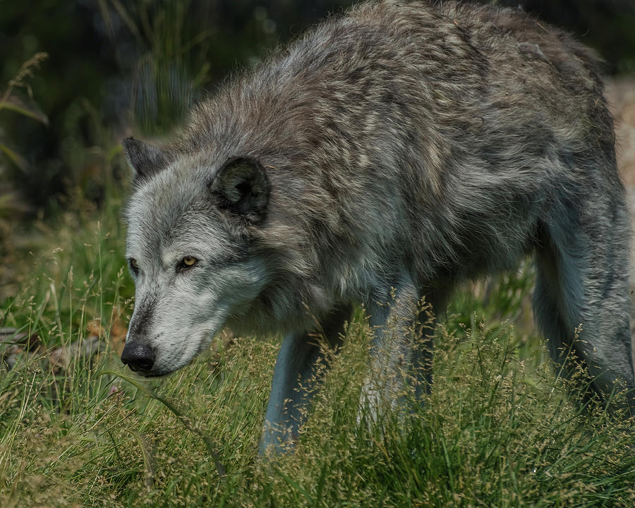 A Grey Wolf In The Grass Photograph by Yeates Photography