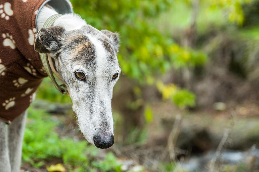 A greyhound with sad face Photograph by Manuel Breva Colmeiro
