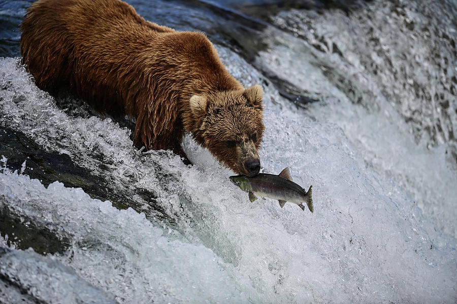 A Grizzly and a Salmon - Brooks Falls, Alaska Photograph by Amazing Action Photo Video