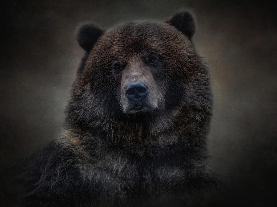 A Grizzly Contemplation Photograph by Cindy McDonald | Fine Art America