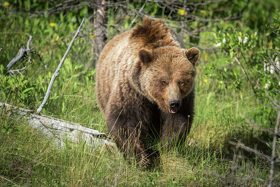 A Grizzly Walk Photograph by Bill Cubitt
