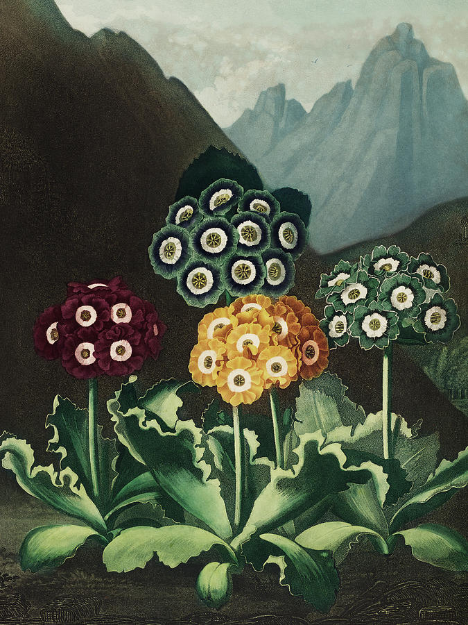 A Group of Auriculas from The Temple of Flora Painting by Robert John ...