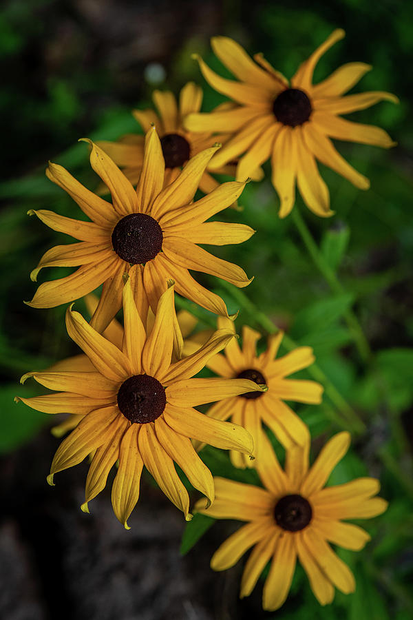 A group of Black-eyed Susan flowers Photograph by Paul Freidlund