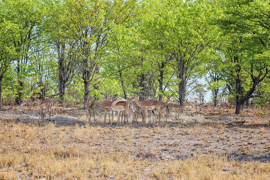 A Group of Black-faced Impala Cows underneath the Trees Photograph by Belinda Greb