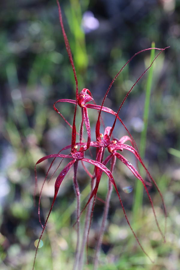 A Group Of Blood Orchids Photograph