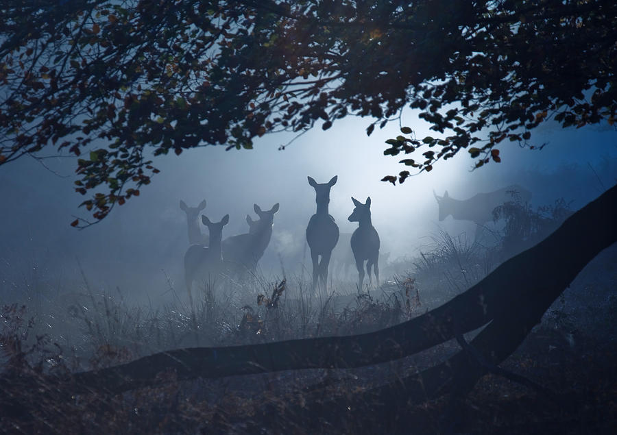 A group of deer in a misty forest. Photograph by Alex Saberi