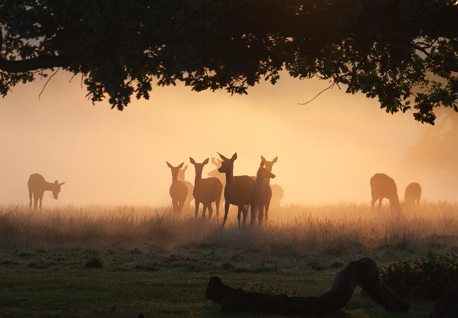 A group of deer in the mist. Photograph by Alex Saberi