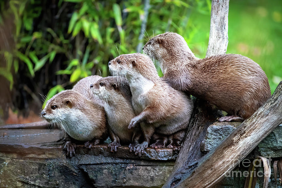 A group of four Asian small-clawed otters, aonyx cinerea Photograph by Jane Rix