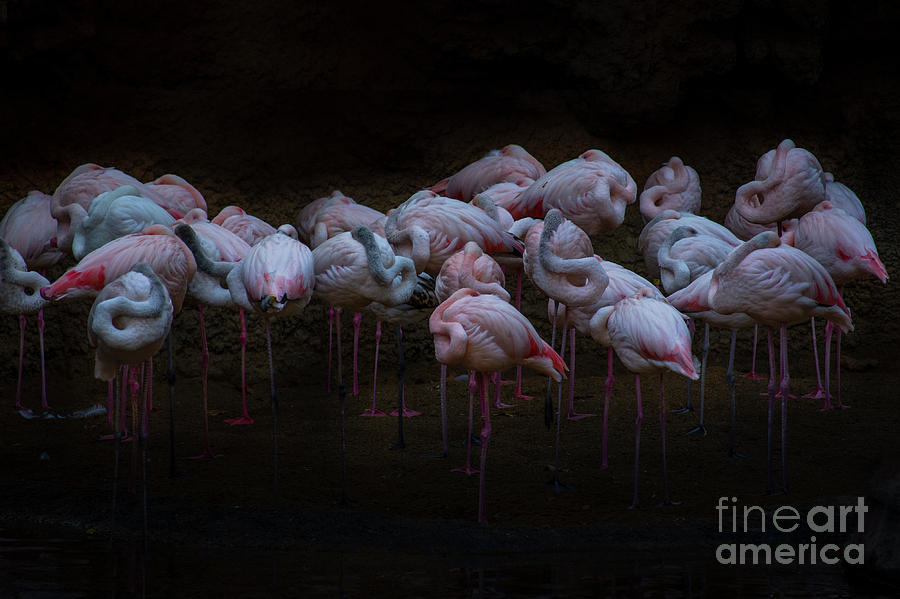 A group of Greater Flamingos sleeping Photograph by Perry Van Munster