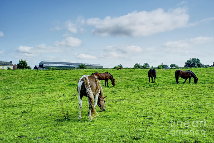 A group of horses in a field, Heywood Manchester England Photograph by Pics By Tony