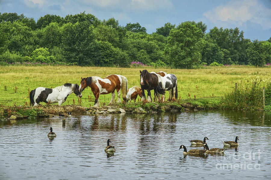 A group of horses Rochdale Canal Lock  54 Slattocks UK Photograph by Pics By Tony