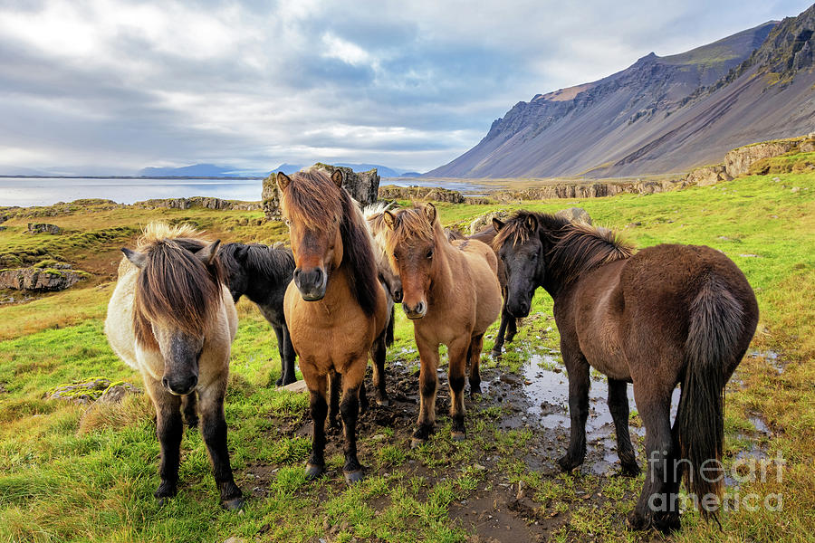 A group of Icelandic horses in a rural setting with sea and moun Photograph by Jane Rix