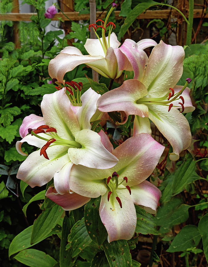 A group Of Lilies Photograph by Jeff Townsend