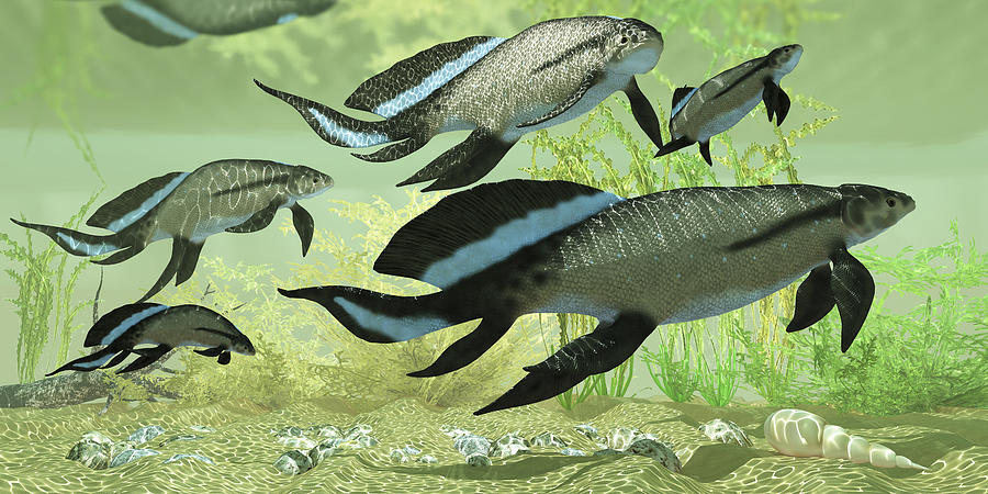 A group of prehistoric Scaumenacia lobe-finned fish from Quebec, Canada in the Devonian period. Drawing by Corey Ford/Stocktrek Images