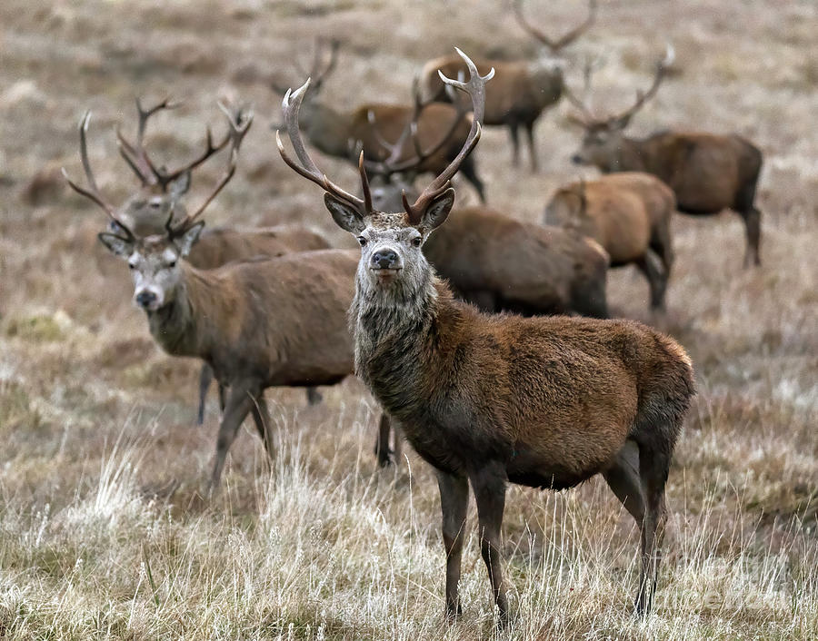 A group of Red deer stags in winter, Cairngorms, Scotland Photograph by Louise Heusinkveld