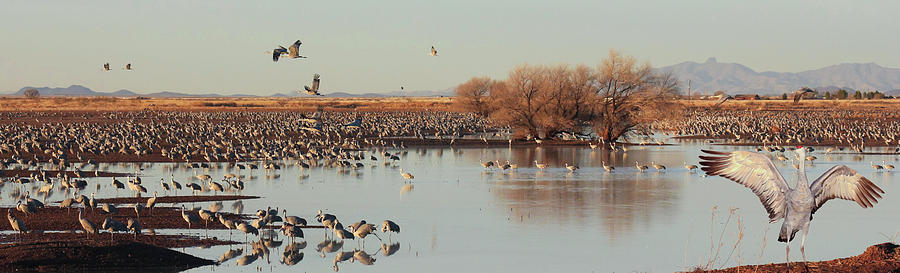 Nature Photograph - A Group of Sandhill Cranes by a Pond, Whitewater Draw, AZ, USA by Derrick Neill