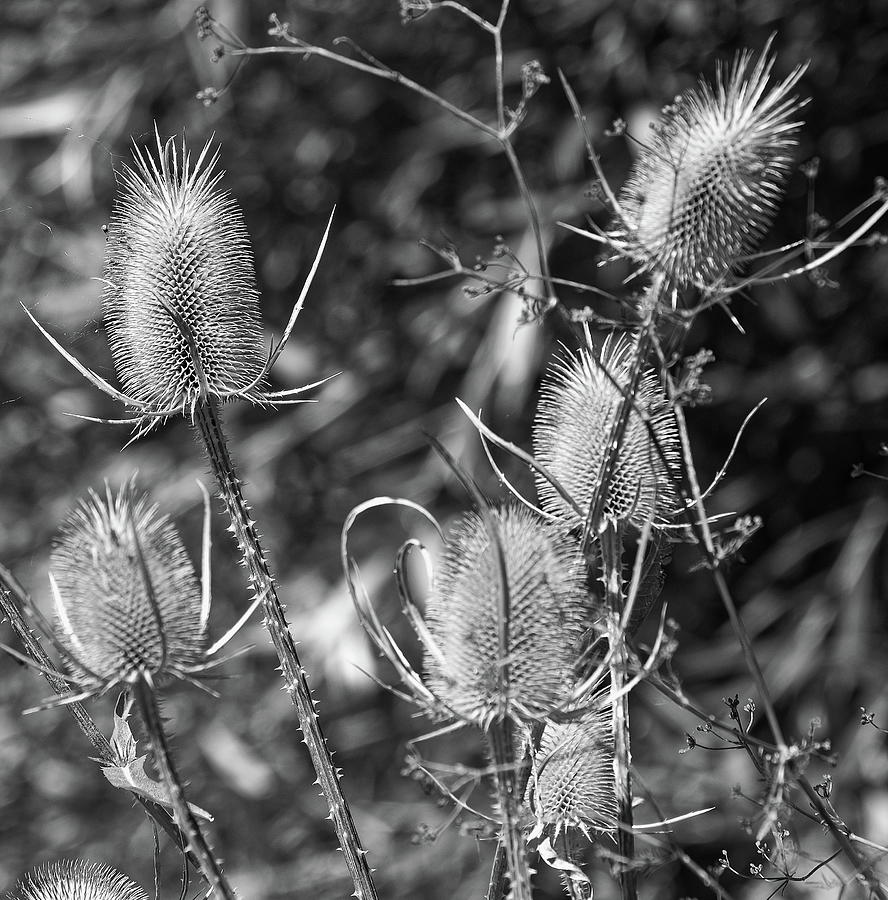 A Group Of Teasels  Photograph by Jeff Townsend
