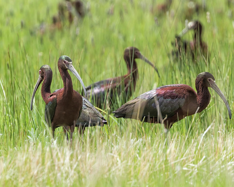 A Group of White-faced Ibis at Malheur NWR Photograph by Belinda Greb