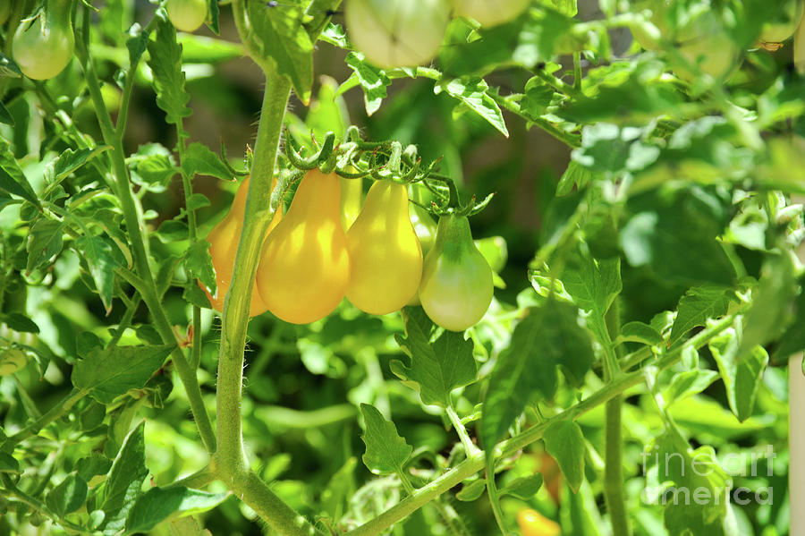 A group of Yellow Pear Tomatoes ready to pick and eat. Photograph by Gunther Allen