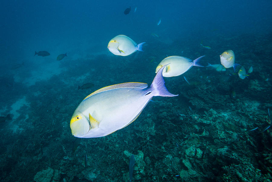A group of Yellowfin surgeonfish, Acanthurus xanthopterus in the reef Photograph by Sirachai Arunrugstichai