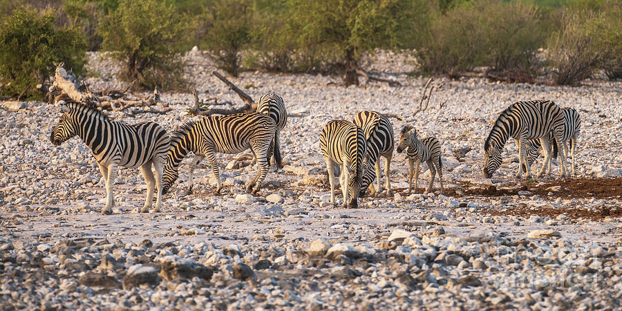 A Group Of Zebra At The Watering Hole Photograph