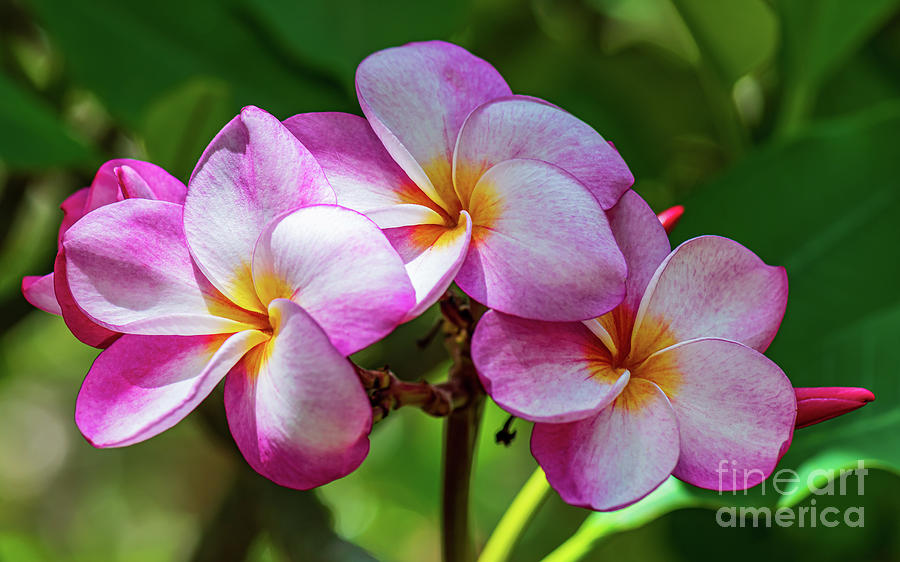 A Grouping of Pinkish Plumeria Flowers Getting a Little Sunshine ...