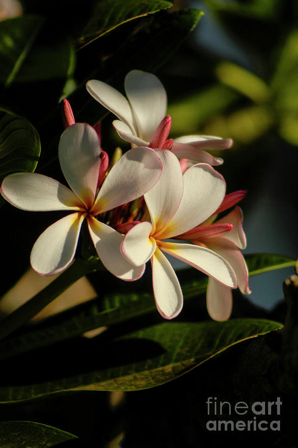 A grouping of plumeria blossoms.  Photograph by Gunther Allen