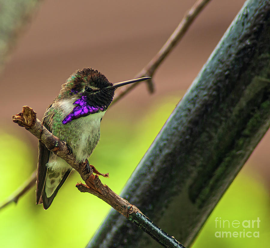 A Grumpy Costa Hummingbird  1.4995 Photograph by Stephen Parker