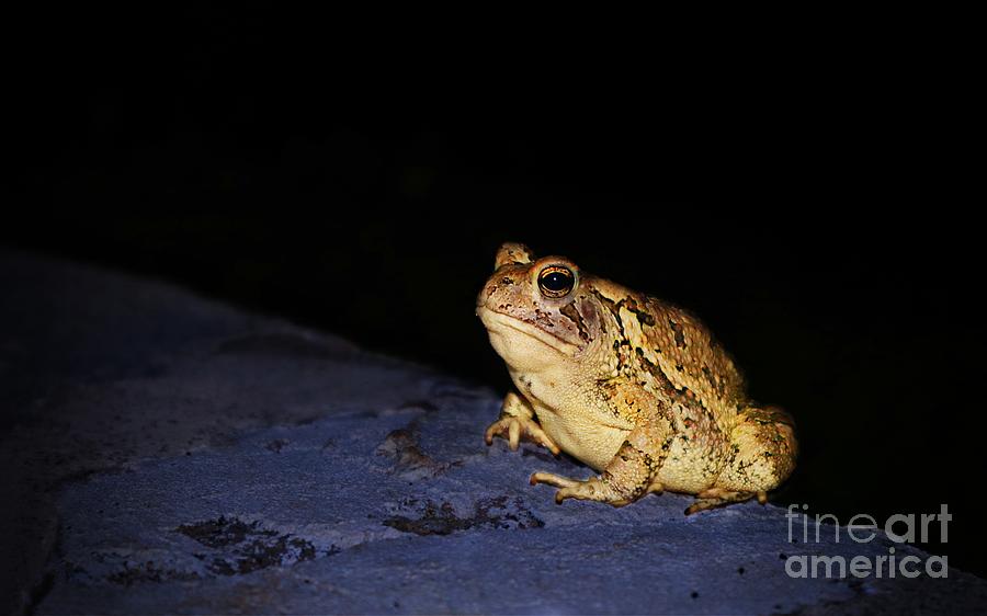 Moonlit Guardian A Toads Nighttime Roost Photograph