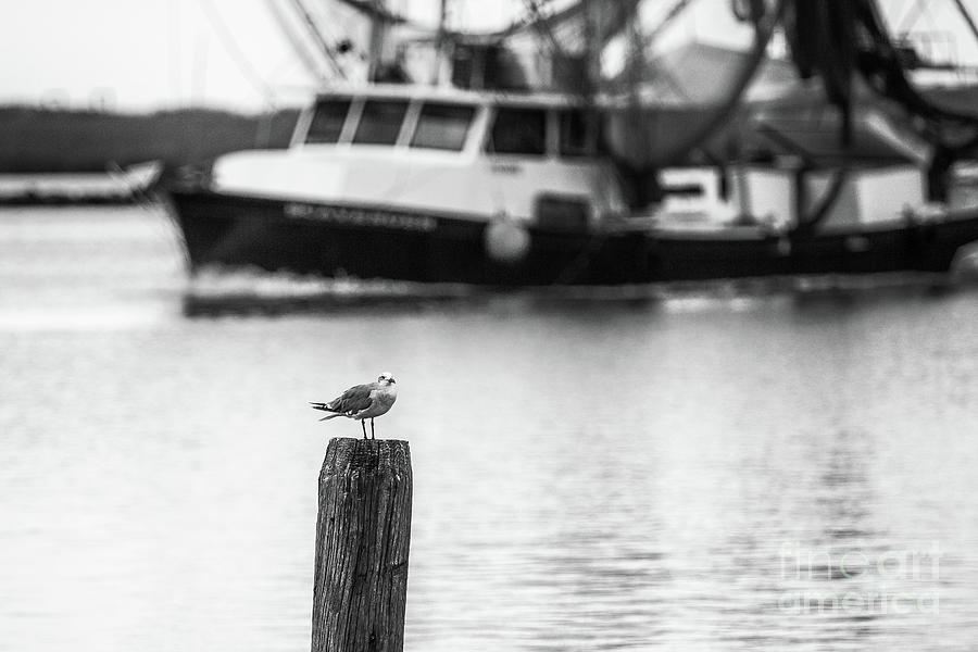 A Gull Watching the Boats Head into Shell Beach - BW Photograph by Scott Pellegrin