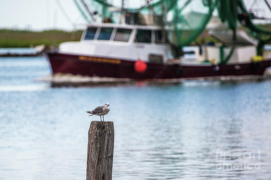 A Gull Watching the Boats Head Into Shell Beach Photograph by Scott Pellegrin