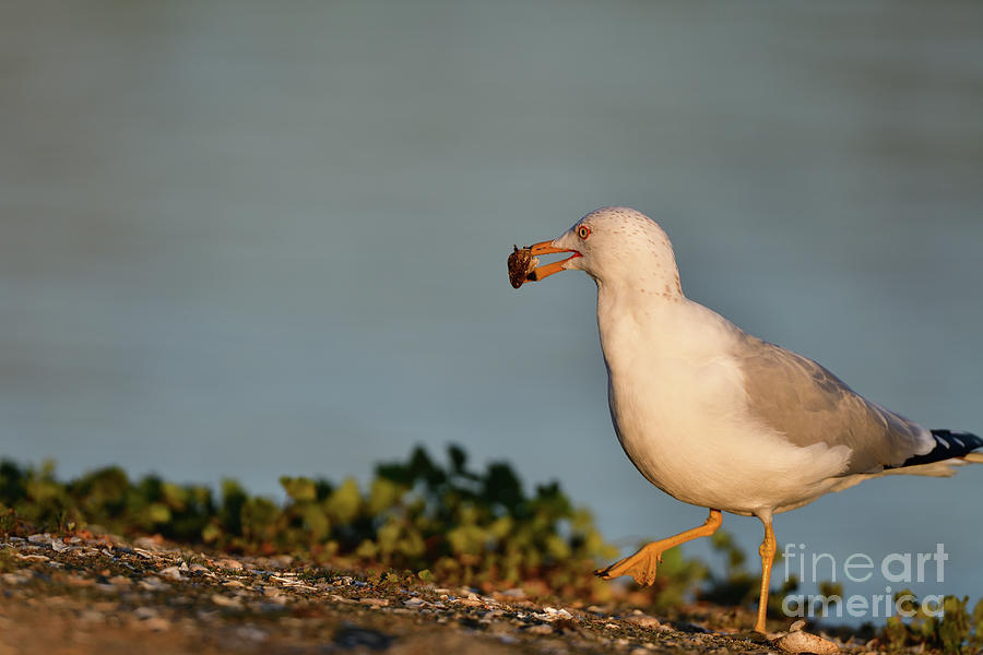 A Gull With A Clump Photograph