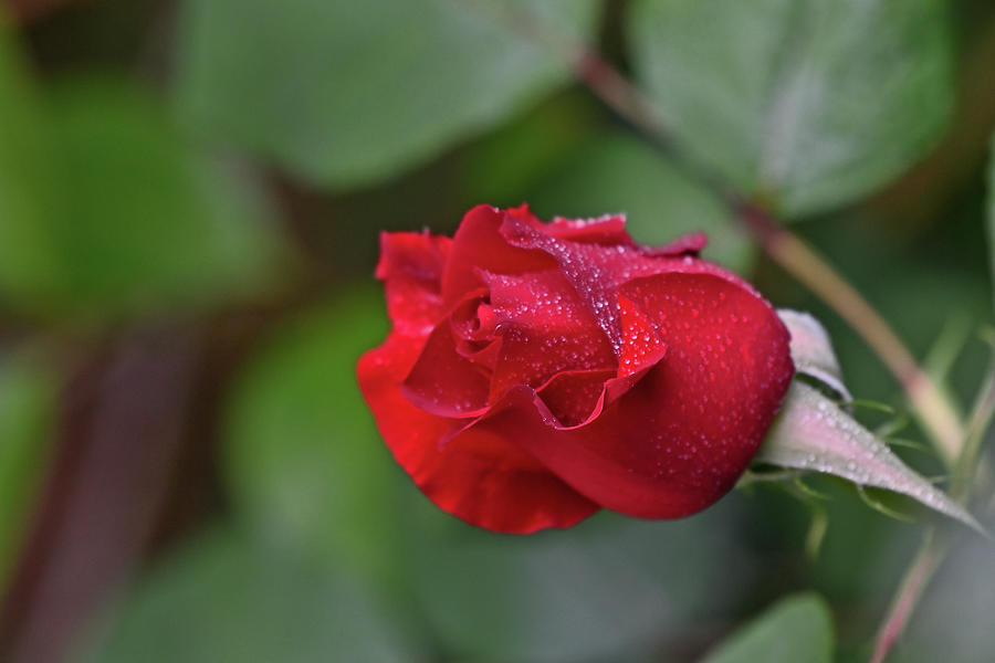 A half bloomed red rose Photograph by Amazing Action Photo Video