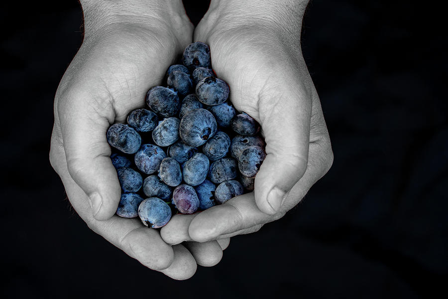 A Handful Of Blueberries Photograph by Kristia Adams