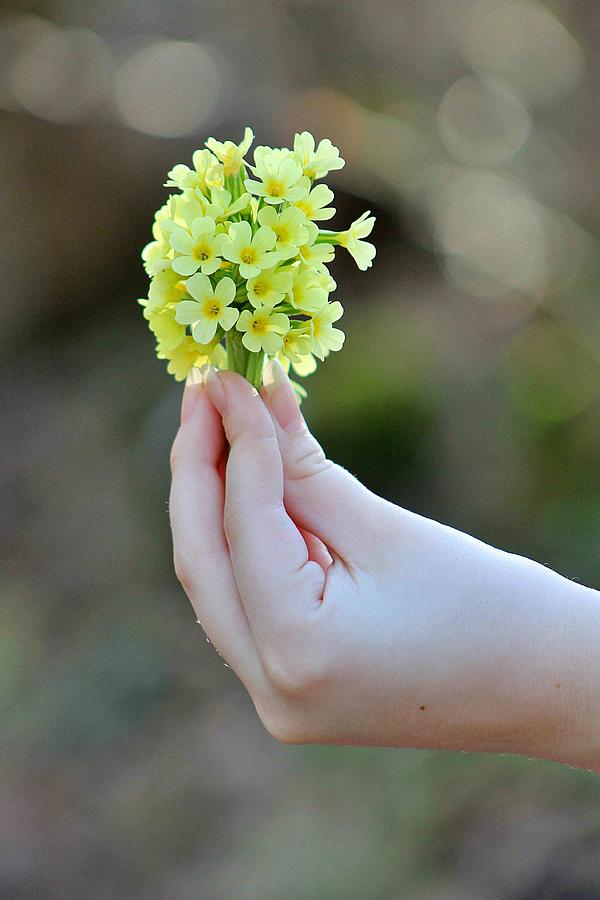 A handful of Mountain cowslip  Photograph by Yvonne M Smith