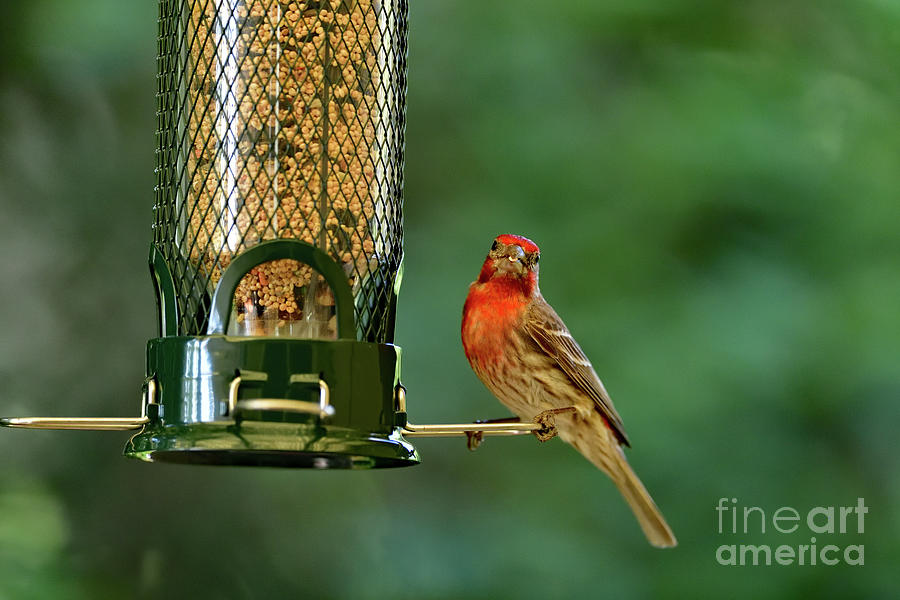 A Handsome Male House Finch Photograph by Amazing Action Photo Video