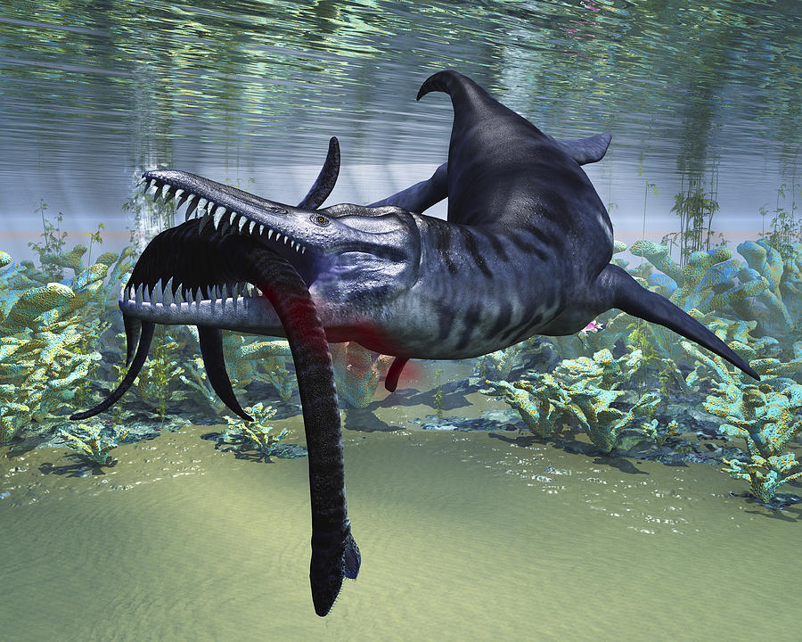 A hapless Plesiosaurus becomes a meal for the much larger Liopleurodon aquatic reptile. Drawing by Corey Ford/Stocktrek Images