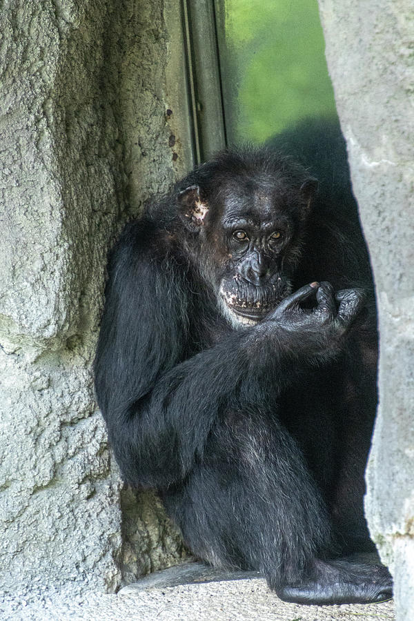 Wildlife Photograph - A happy monkey in his habitat by Dianna Tatkow