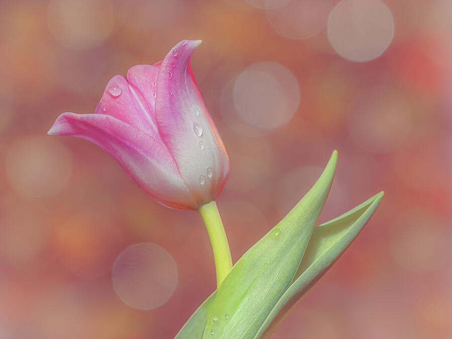 A Happy Pink Tulip Photograph by Sylvia Goldkranz