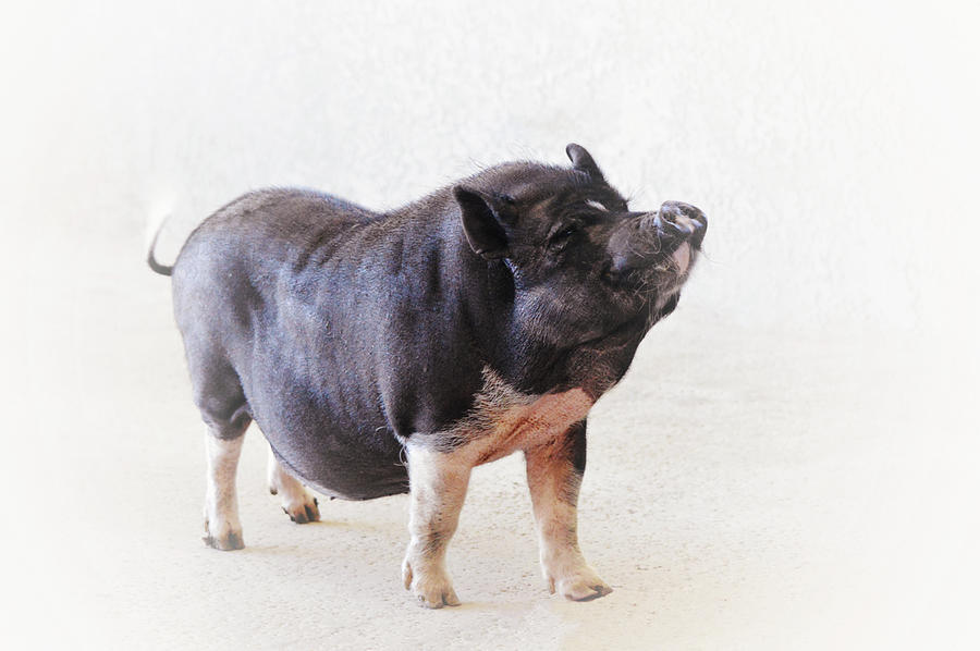 A Happy Pot Belly Pig Photograph by Gaby Ethington