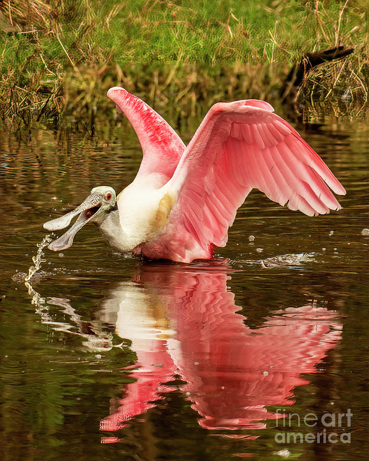 A happy spoonbill Photograph by Rodney Cammauf